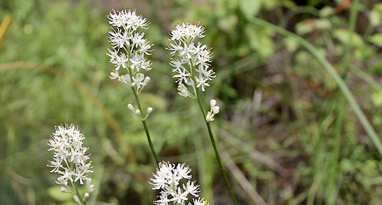 Triantha novacaesariensis квітка Нью-Джерсі