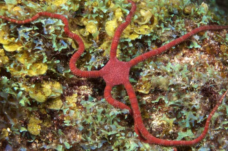 морське дно Шотландія відновлення видів після заборони тралення