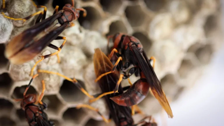 тропічні паперові оси Polistes canadensis гніздо