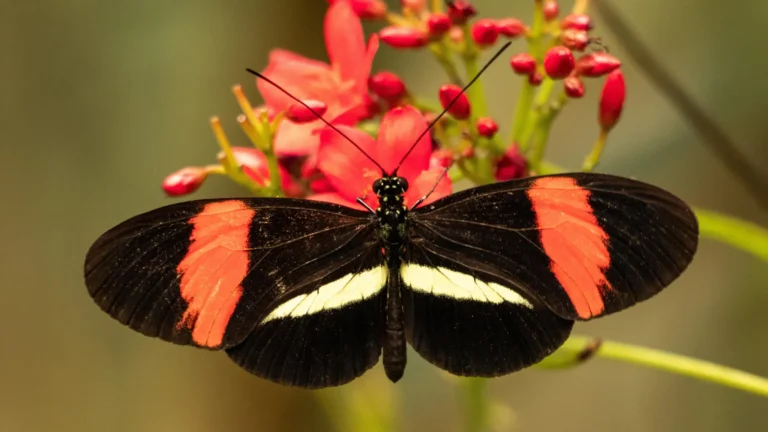 метелик Heliconius яскраві крила тропічний ліс Панама