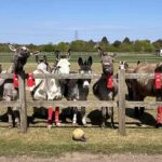 віслюки у червоних гетрах Арсеналу притулок Redwings Норфолк