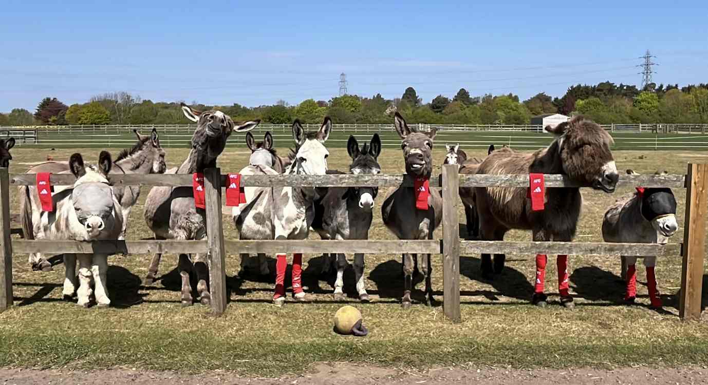 віслюки у червоних гетрах Арсеналу притулок Redwings Норфолк