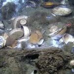 китайська порцеляна з корабельної катастрофи Норвегія музей експонат