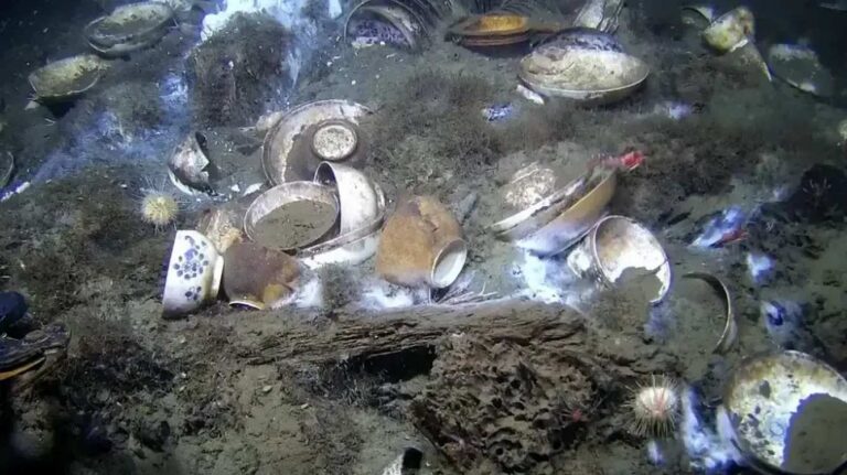 китайська порцеляна з корабельної катастрофи Норвегія музей експонат