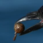 жінка оточена воронами на вулиці подарунки птахів природа