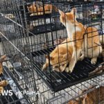 врятовані коти В'єтнам поліція тварини притулок